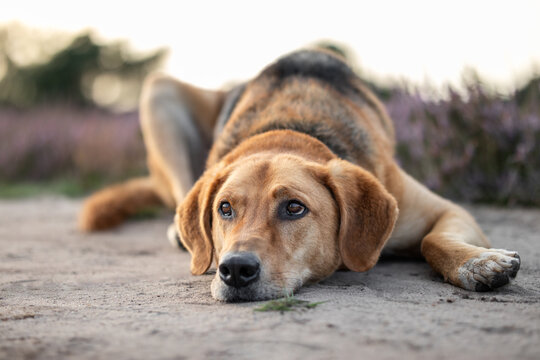 Dog lies relaxed on sand with head resting and looks up questioningly - Polish Hound