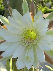 Cactus white flower