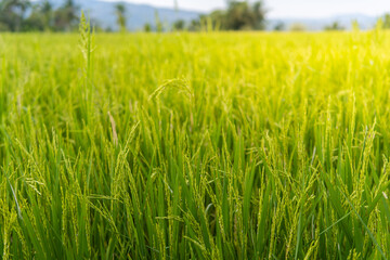 Close-up view of fresh green rice grains in a tropical paddy field under warm sunlight, highlighting growth, fertility, and the natural beauty of agriculture in rural Asia.
