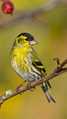 Close-up of a small bird perched on a branch