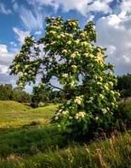 Obraz premium Blooming tree in a grassy landscape