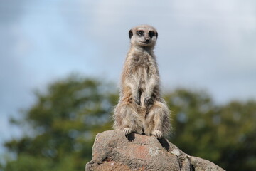 A Meerkat Animal Sitting Proudly on the Top of a Rock.