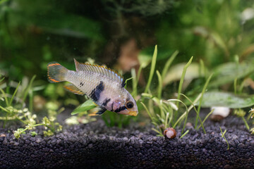 Panduro's dwarf cichlid in the aquarium - Apistogramma panduro