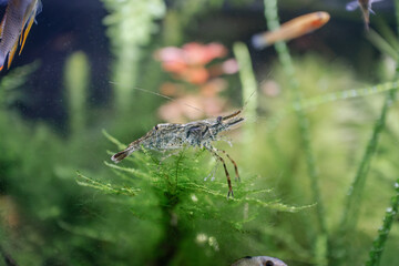 Ringed claw shrimp in the aquarium - Macrobrachium assamense