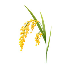wheat isolated on transparent background