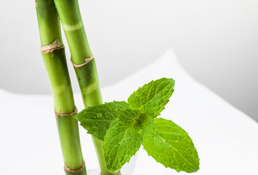 Still life of bamboo and mint.