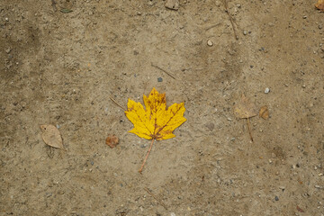 Yellow maple leaf laying on the ground for fall season in nature concept.