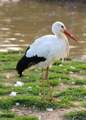 White Stork Ciconia with red legs.