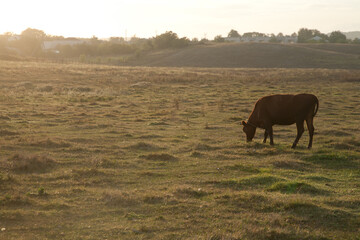 One Brown Cow on a free range pasture in the morning