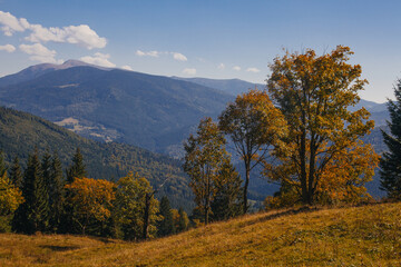 Fototapeta premium Beautiful early autumn in Carpathian mountains, Ukraine