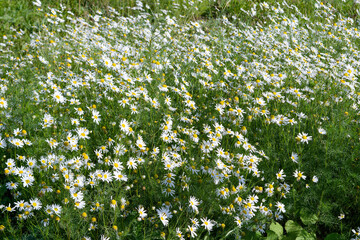 Chamomile flower field. Field of chamomiles at sunny day at nature.