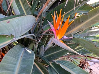 Strelitzia- bird of paradise. 