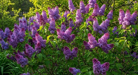 Obraz premium Beautiful Purple Flowers in Lush Green Garden.