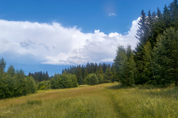 Landscape with forest behind the meadow. Sunny day.