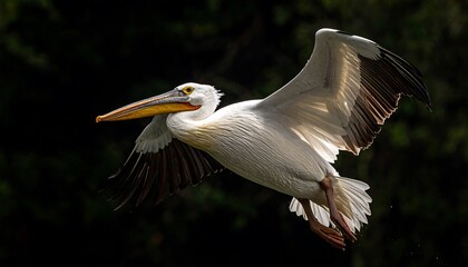A pelican in flight against a dark background
