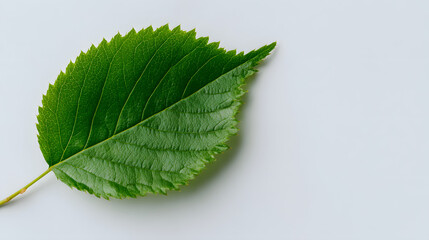 Close-up of a vibrant green leaf with intricate veins and serrated edge on a clean white background, highlighting nature's freshness and detail.