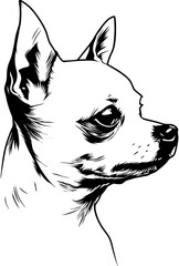 black and white cat head