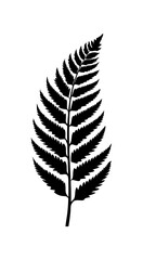 Fototapeta premium feather isolated on white background