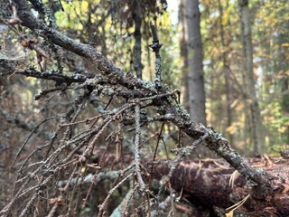 Tree branches covered with lichens in forest. Blue lichen on the bark. Fallen tree