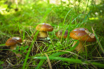 Boletus edulis mushrooms emerging from moss and grass on forest floor