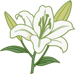 A colorful vector illustration of a lily flower blossom with leaves and a stem