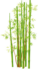 Vibrant green bamboo plants with lush foliage, natural growth, isolated vector graphic illustration on a white background.