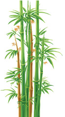 Obraz premium Vibrant green bamboo stalks illustration with lush leaves, evoking a serene natural Asian forest or garden on a white background