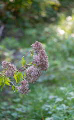 A flower with a stem is in the foreground of a green field