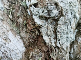 Close Up of Rough Tree Bark Texture with Moss