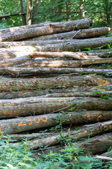 A pile of logs with the number 2300 on one of them