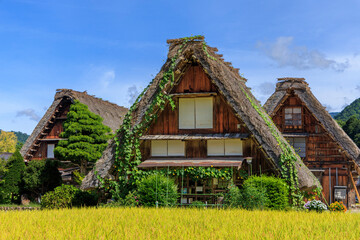 Golden rice fields and traditional thatched-roof Gassho-style farmhouses in Shirakawa-go, Japan