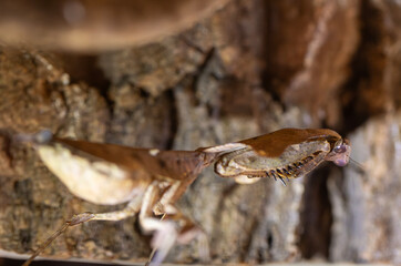 Fototapeta premium Dead Leaf Mantis, one of pet mantis