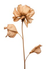 Dried delicate flower on stem