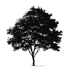 Fototapeta premium tree silhouette isolated on white