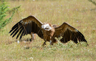Vautour fauve,Gyps fulvus, Griffon Vulture, Parc naturel régional des grands causses 48, Lozere, France