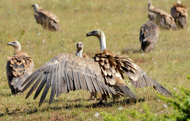 Vautour fauve,Gyps fulvus, Griffon Vulture, Parc naturel régional des grands causses 48, Lozere, France