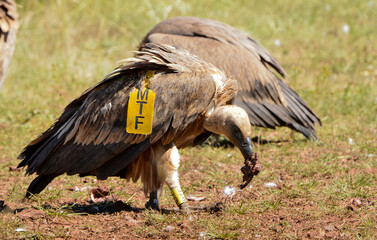 Vautour fauve, baguage en Espagne, Gyps fulvus, Griffon Vulture, Parc naturel régional des grands causses 48, Lozere, France