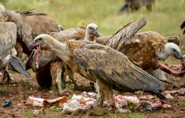 Vautour fauve, Gyps fulvus