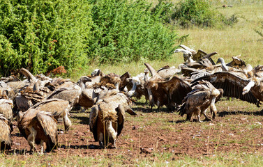 Vautour fauve,Gyps fulvus, Griffon Vulture, Parc naturel régional des grands causses 48, Lozere, France