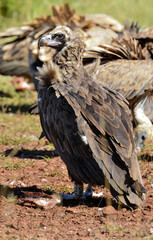 Vautour moine, Aegypius monachus, Cinereous Vulture, 48, Lozere, France