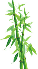 Obraz premium bamboo isolated on white background