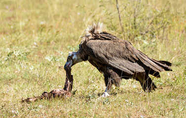 Vautour moine, Aegypius monachus, Cinereous Vulture, 48, Lozere, France