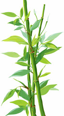 Naklejka premium bamboo isolated on white background