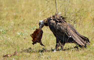 Vautour moine, Aegypius monachus, Cinereous Vulture, 48, Lozere, France
