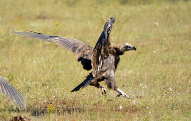 Vautour moine, Aegypius monachus, Cinereous Vulture, 48, Lozere, France