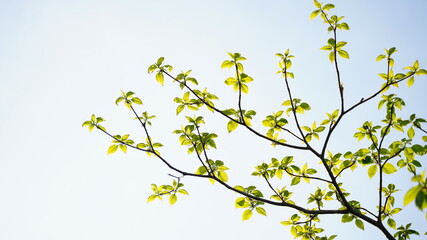 Spring Natural Scenery of Sobaeksan Mountain, Korea