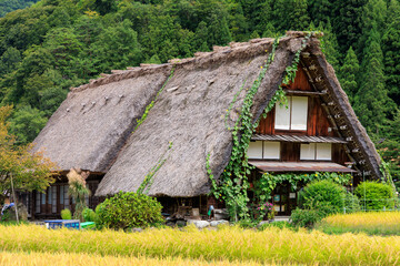 白川郷の合掌造りと黄金色の稲穂と茅葺き屋根に絡むヘチマの風景