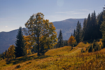 Beautiful early autumn in Carpathian mountains, Ukraine