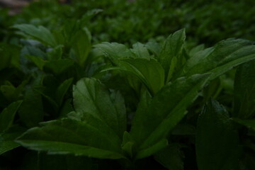 green leaves in the garden