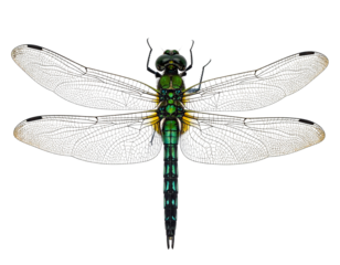 Detailed Dragonfly with Transparent Wings PNG
